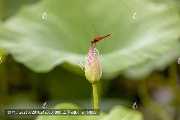 夏天的荷花與蜻蜓