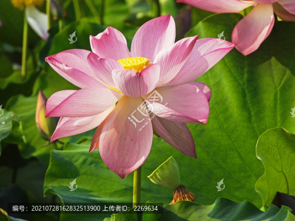 荷花