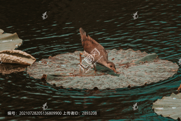 飛禽