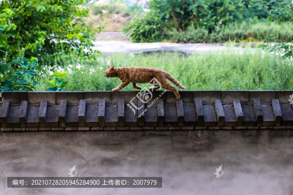 貓