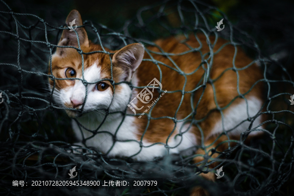 貓