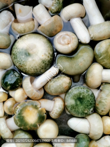 青頭菌蘑菇
