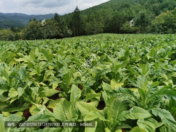 煙草產(chǎn)業(yè)烤煙種植基地