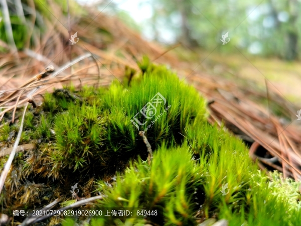 青苔蘚特寫微景觀