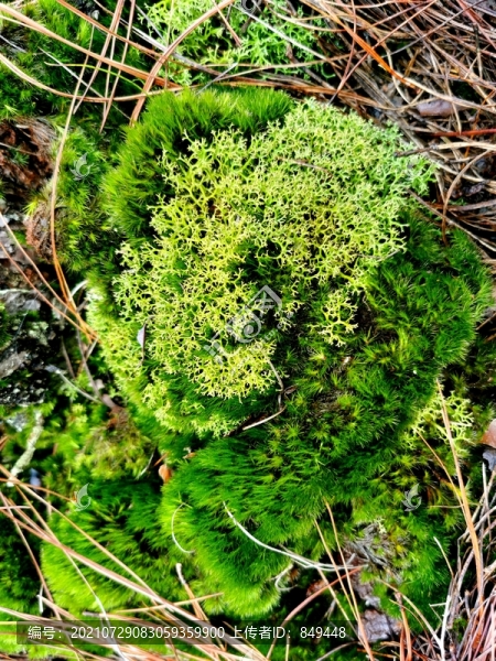 青苔蘚