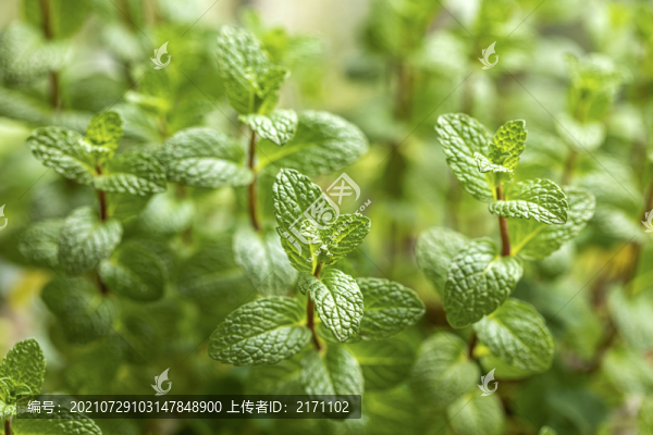 香水薄荷