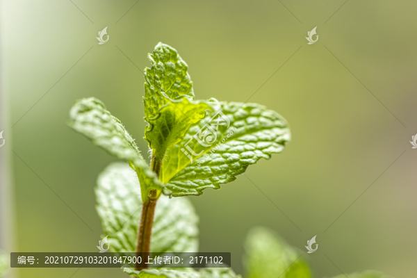 香水薄荷