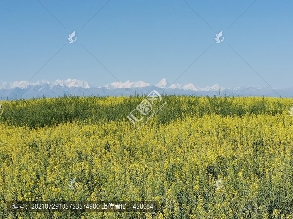 油菜花