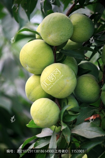 李子