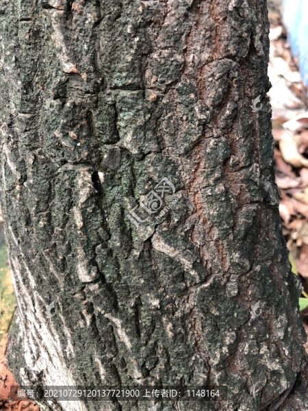 木紋