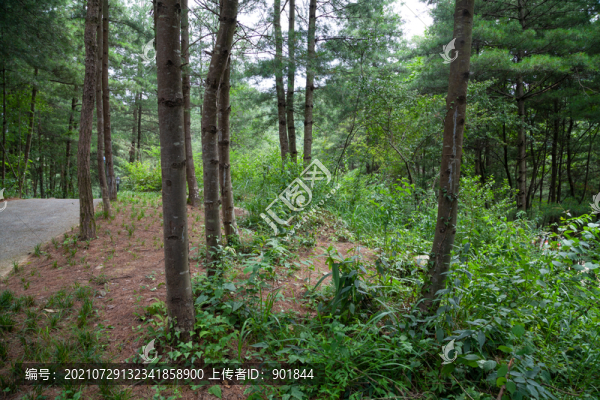 重慶市巫山縣摩天嶺綠色森林
