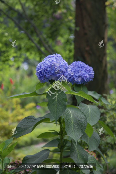 繡球花