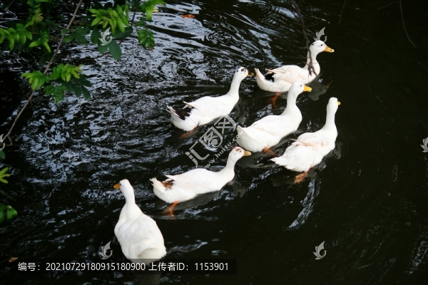 土鴨