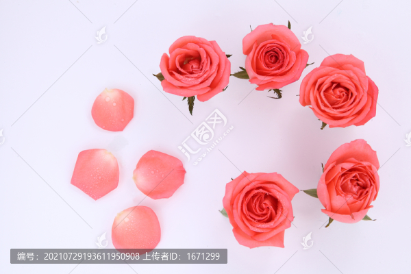 玫瑰花朵花瓣