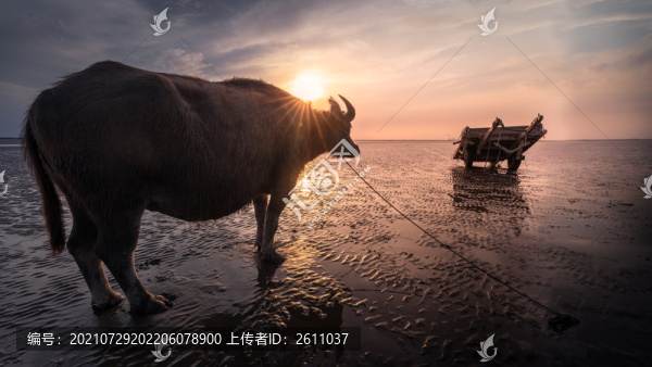 趕海