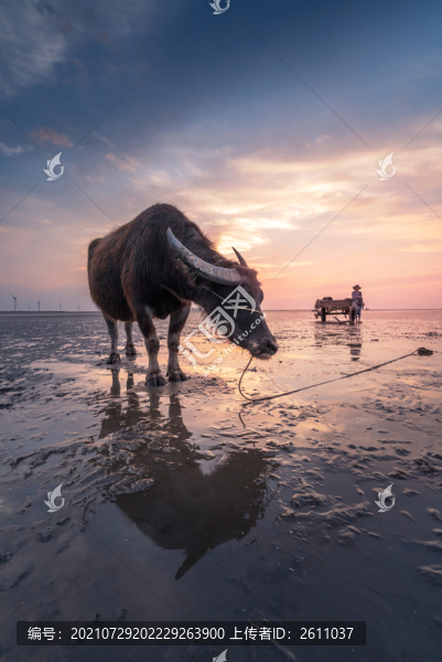 趕海