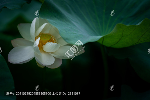 荷韻