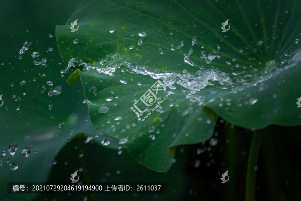 荷韻