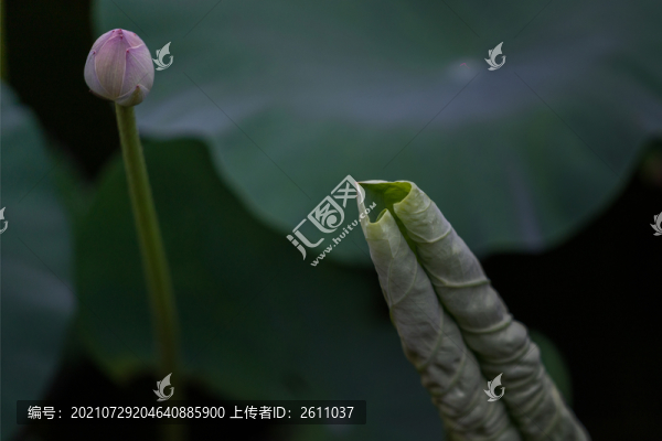 荷韻