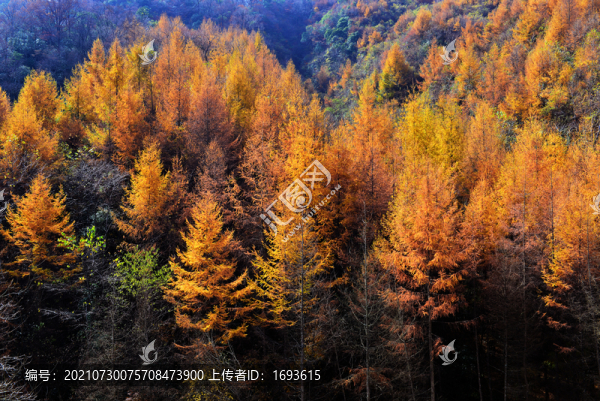 光霧山彩林