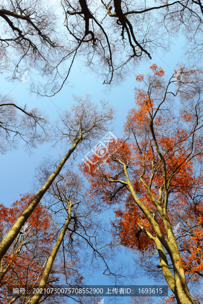 光霧山紅葉