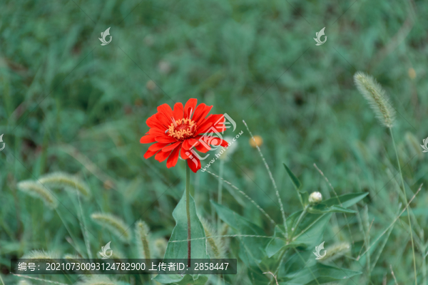 百日菊