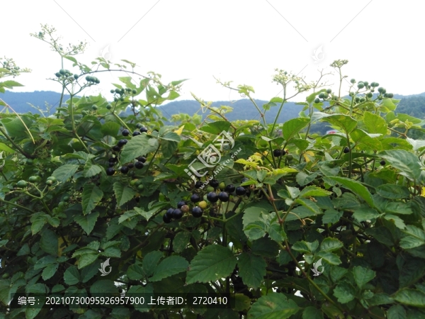 馬蘞莓