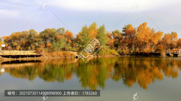 胡楊林風景