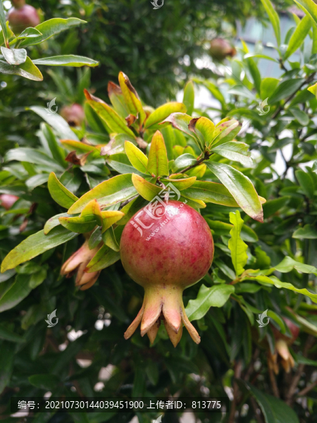 石榴園石榴