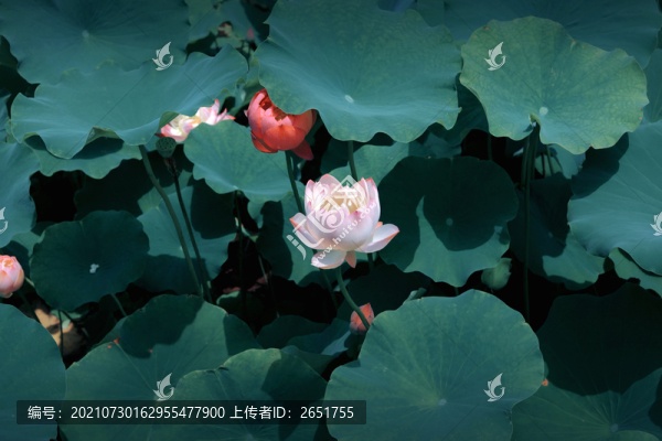 荷花