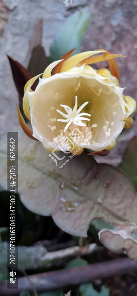 曇花