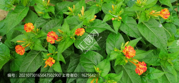 丁香花