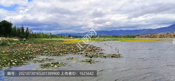 清華湖睡蓮