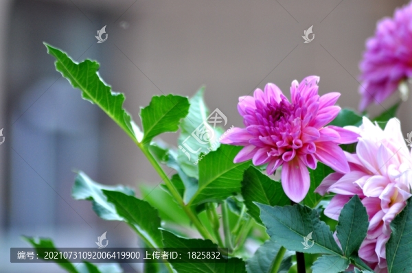 花卉