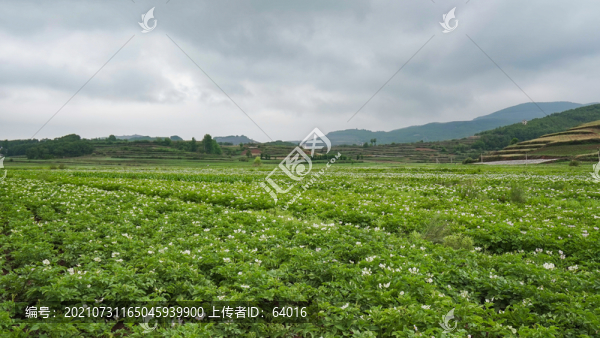 土豆種植