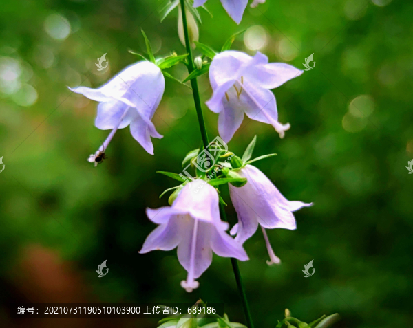 野花