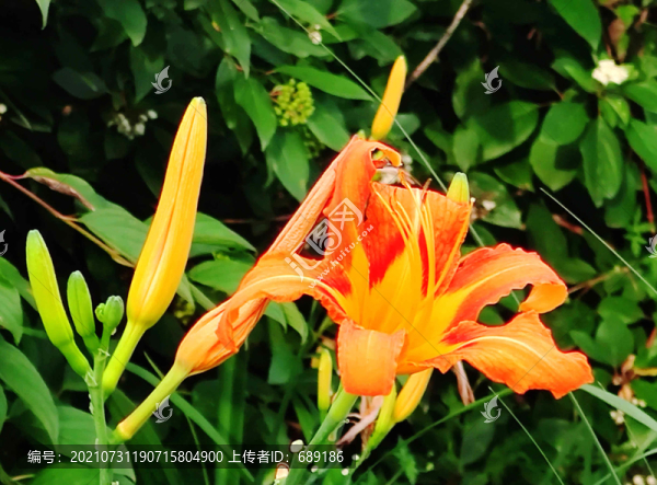 黃花