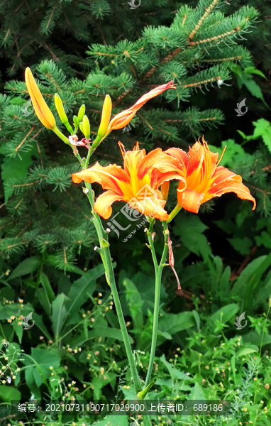 黃花
