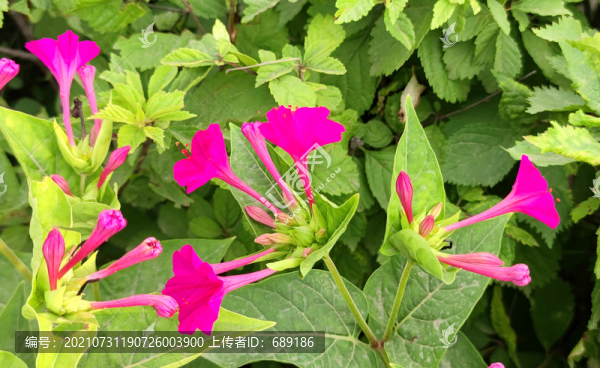 野花
