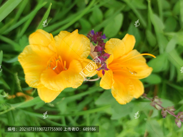 黃花