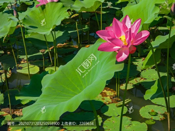 荷花盛開(kāi)