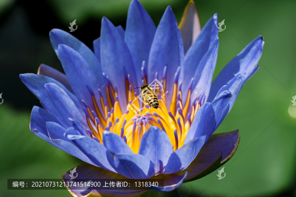 蜜蜂采蜜高清壁紙