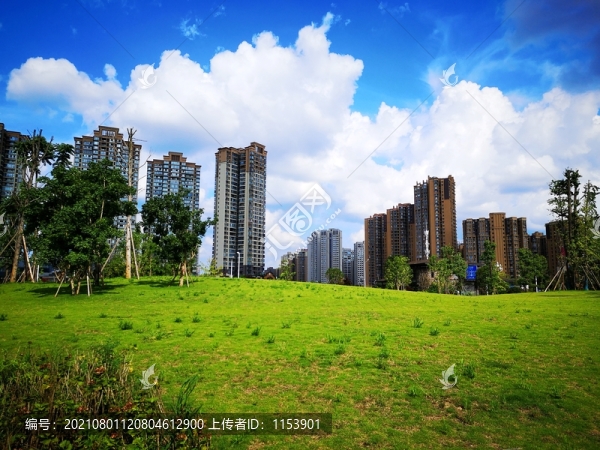 陽光草地