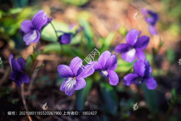 紫花地丁
