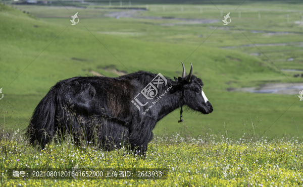 夏天川西高原牛羊滿山坡