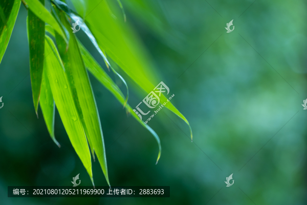 竹葉