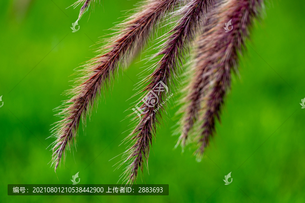 狗尾草