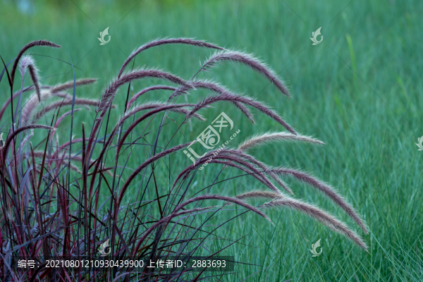 狗尾草