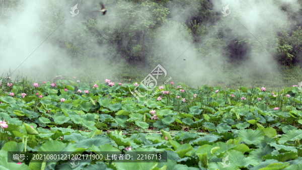 荷花