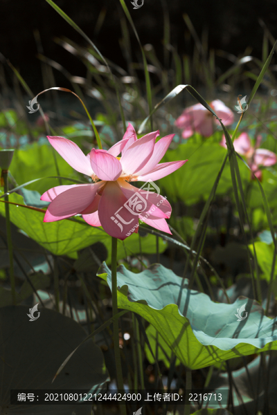 荷花